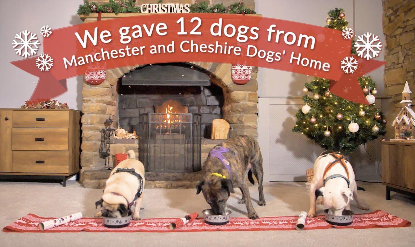 12 Days of Christmas A Rescue Dog Re-Homing Mission - Cooper & Gracie™ Limited