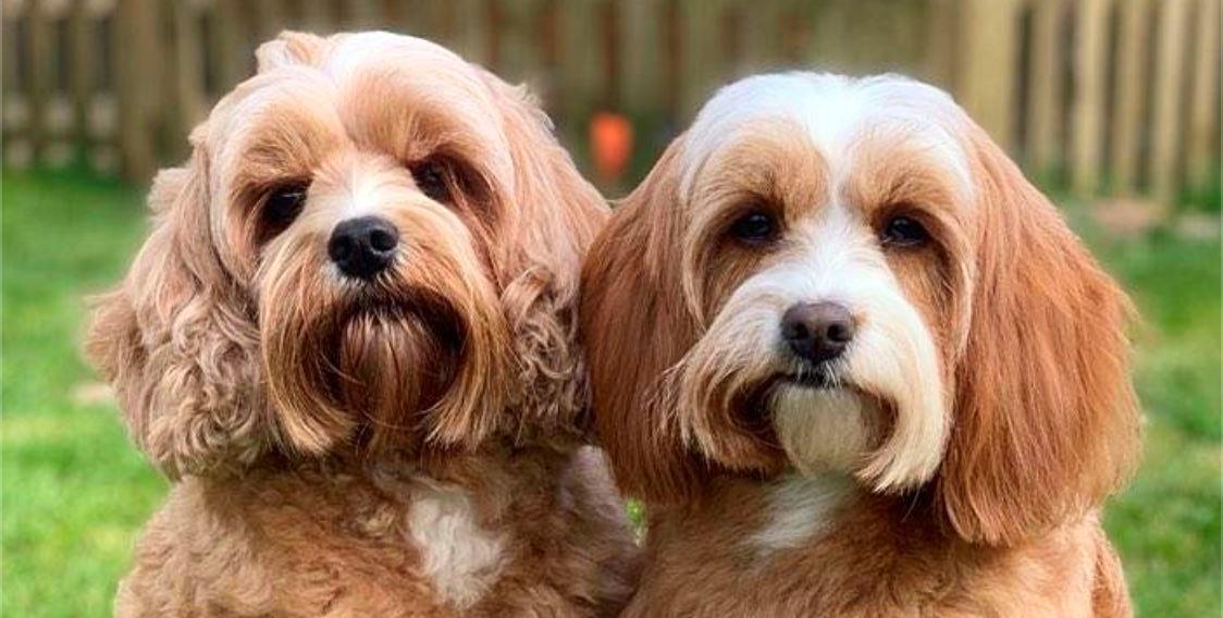 Best Natural Flea & Tick Prevention | Keep Your Dog Safe This Summer - Cooper & Gracie™ Limited