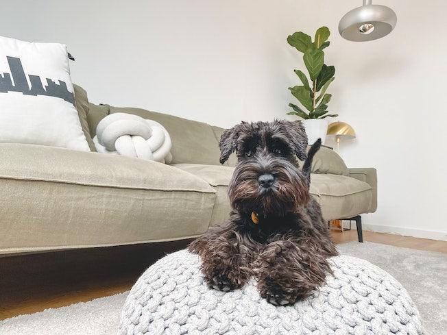 How to Stop Your House Smelling of Dog - Cooper & Gracie™ Limited