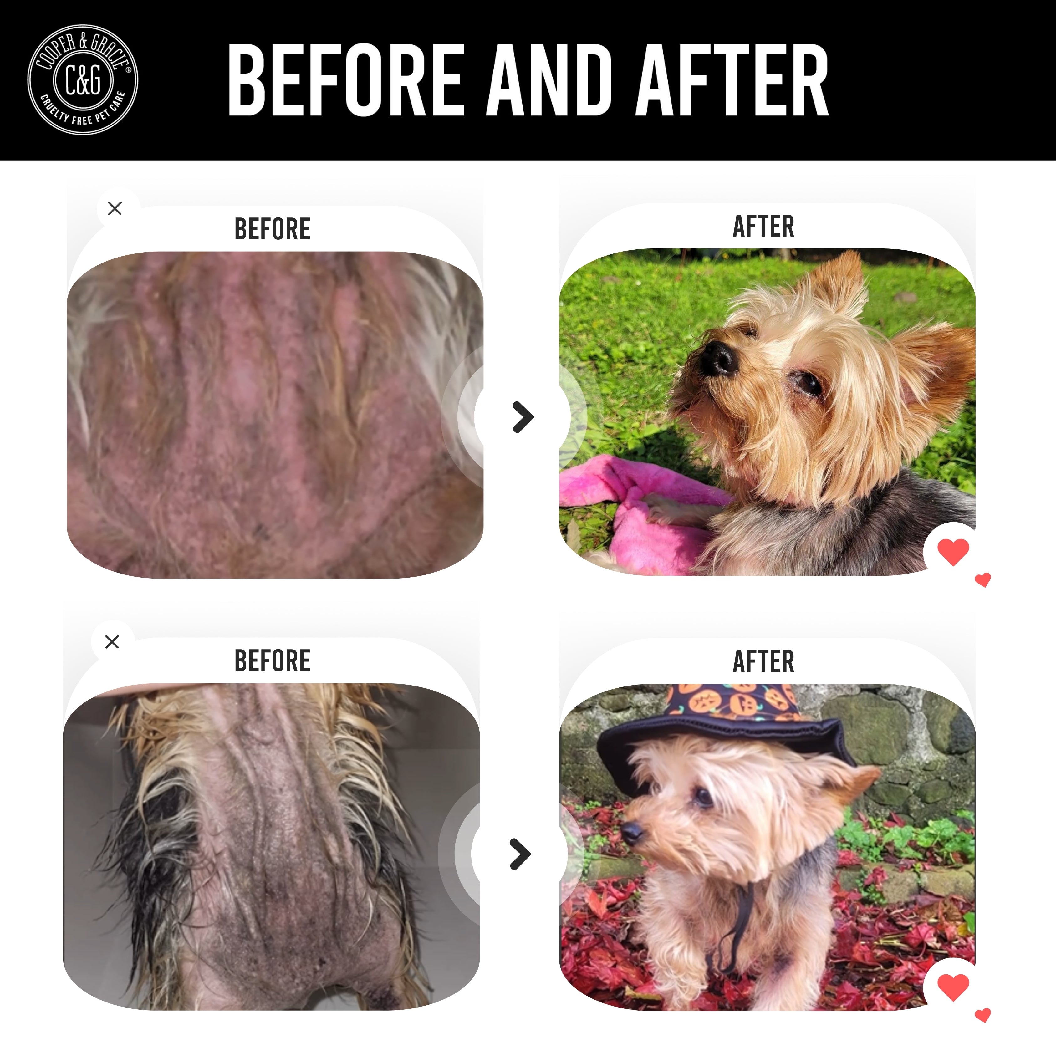 Dead Sea Itchy Dog Flea & Tick Shampoo – 300ml | Insecticide-Free, Vet-Developed Relief